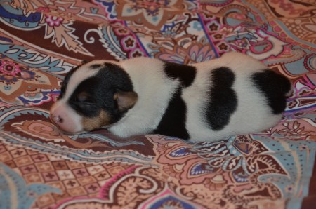 EZIO: 'BIn ich der Hund im Bild oder ein Bild von einem Hund?'